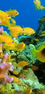 Bright tropical fish swimming in colorful coral reef underwater scene.