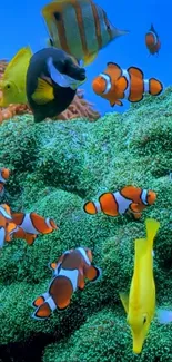 Clownfish swimming around coral in vibrant underwater scene.