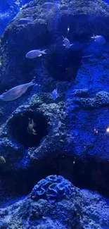 Underwater coral reef with fish swimming in vibrant blue waters.