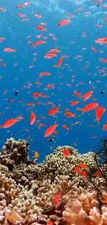 Vibrant underwater coral reef with colorful fish and clear blue water.