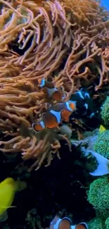 Colorful clownfish swimming near coral reefs underwater.