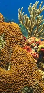 Colorful underwater coral reef scene with diverse marine life.