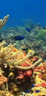 A vibrant coral reef with colorful fish underwater.