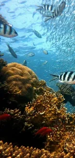 Vibrant underwater coral reef with swimming fish