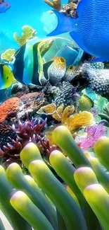 Vibrant underwater wallpaper with coral and colorful fish.