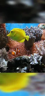 Yellow fish swimming in coral reef, vibrant marine life.