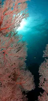 Vibrant coral reef in the ocean with sunlight filtering through water.