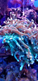 Vibrant coral reef scene with colorful marine life.