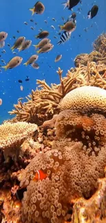 Colorful coral reef with tropical fish underwater.