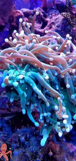 Vibrant underwater coral scene with diverse marine life.