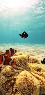 Vibrant underwater scene with coral and clownfish in clear ocean waters.