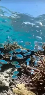 Vibrant underwater scene with corals and fish.