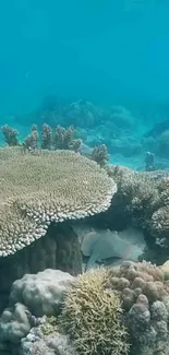 A vibrant underwater coral reef scene with diverse marine life.