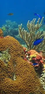 Vibrant coral reef with marine life and colorful underwater scenery.