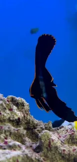 Colorful black fish against a vibrant blue ocean backdrop with coral.