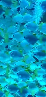 Vibrant school of tropical fish in blue hues underwater.