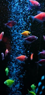 Vibrant fish swimming in a colorful underwater aquarium display.