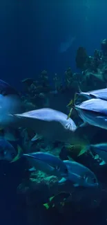 A school of fish swim in a vibrant, deep blue ocean scene.