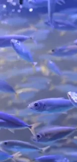 Vibrant school of fish swimming underwater with blue and purple hues.