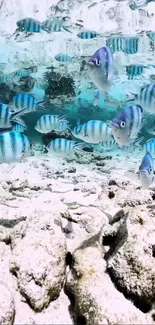 Vivid underwater scene with striped fish.