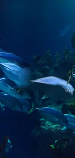 A vibrant underwater scene with numerous shimmering fish swimming.