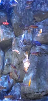 Mobile wallpaper of colorful fish swimming among rocks in an aquarium scene.