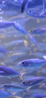 Vibrant school of fish in underwater scene with blue hues.