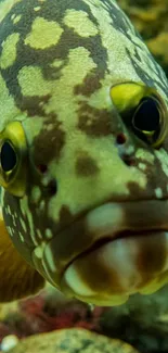 Close-up of a colorful fish underwater.