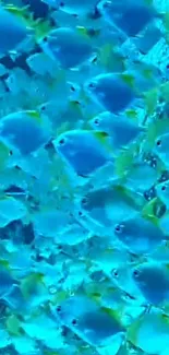 Colorful fish swimming underwater, creating a vibrant oceanic display.