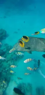 Vibrant underwater scene with colorful fish swimming above coral reef.