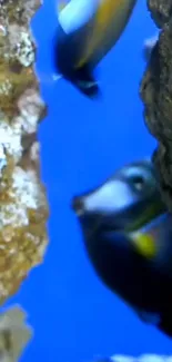 Colorful fish swimming in a vibrant coral reef.