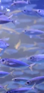 School of fish swimming in a blue aquatic background, creating a tranquil scene.