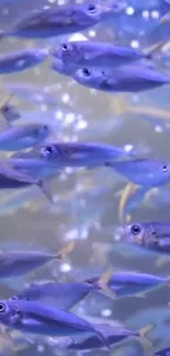 Vibrant school of fish swimming underwater with a blue background.