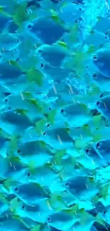 Vibrant blue and yellow fish underwater wallpaper.