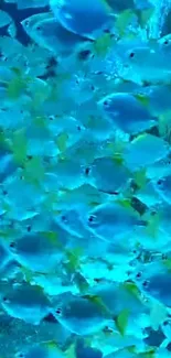 A vibrant school of blue and yellow fish underwater.