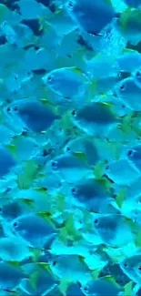 A vibrant school of blue fish swimming underwater.