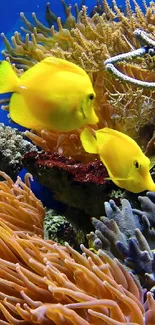 Two yellow tang fish swimming amidst vibrant corals.