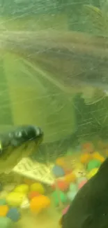 Colorful fish in an aquarium with vibrant stones and aquatic background.