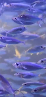 School of fish in a vibrant underwater scene with shades of purple and blue.