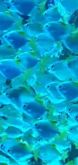 Blue and green fish swimming in a vibrant underwater scene.