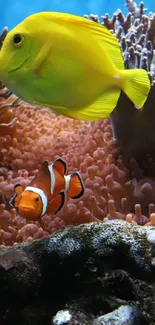 Colorful tropical fish swimming in coral reef.