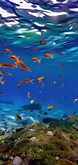 Colorful fish swimming over a coral reef underwater.