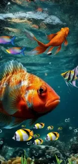 Vibrant underwater scene with colorful fish.
