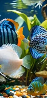 Colorful fish swimming in an aquarium with green plants.