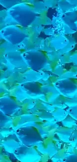 A vibrant underwater scene featuring numerous colorful fish.