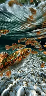 Vibrant fish swimming underwater with pebbles and clear rippling water surface.