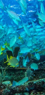 School of vibrant fish swimming underwater in a colorful coral reef.