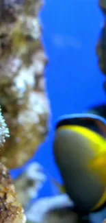 Underwater scene with vibrant fish and corals in a blue ocean setting.