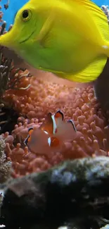 Yellow fish swimming among colorful coral reefs underwater.