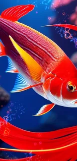 A vibrant red fish against a blue underwater background.